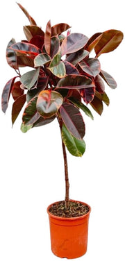 Ficus Elastica Belize su tronco - 130 cm - ø24