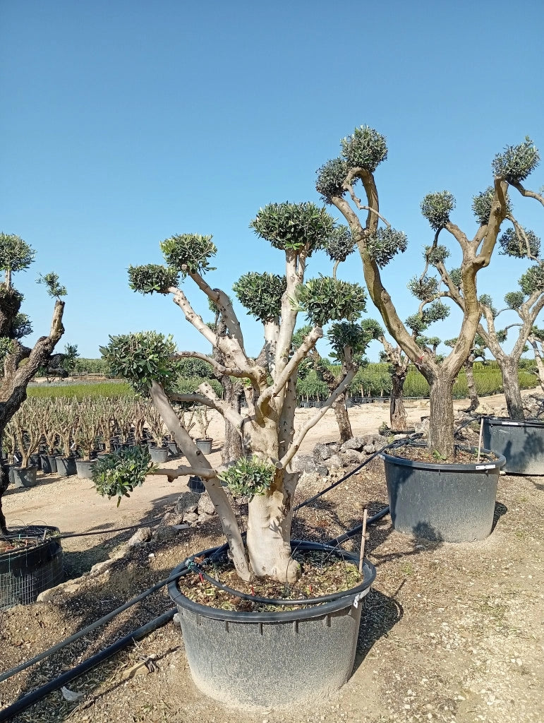 OLEA EUROPAEA ALB.90 PALCHI CIPRESSINO CRF.60/80 (V.B.)