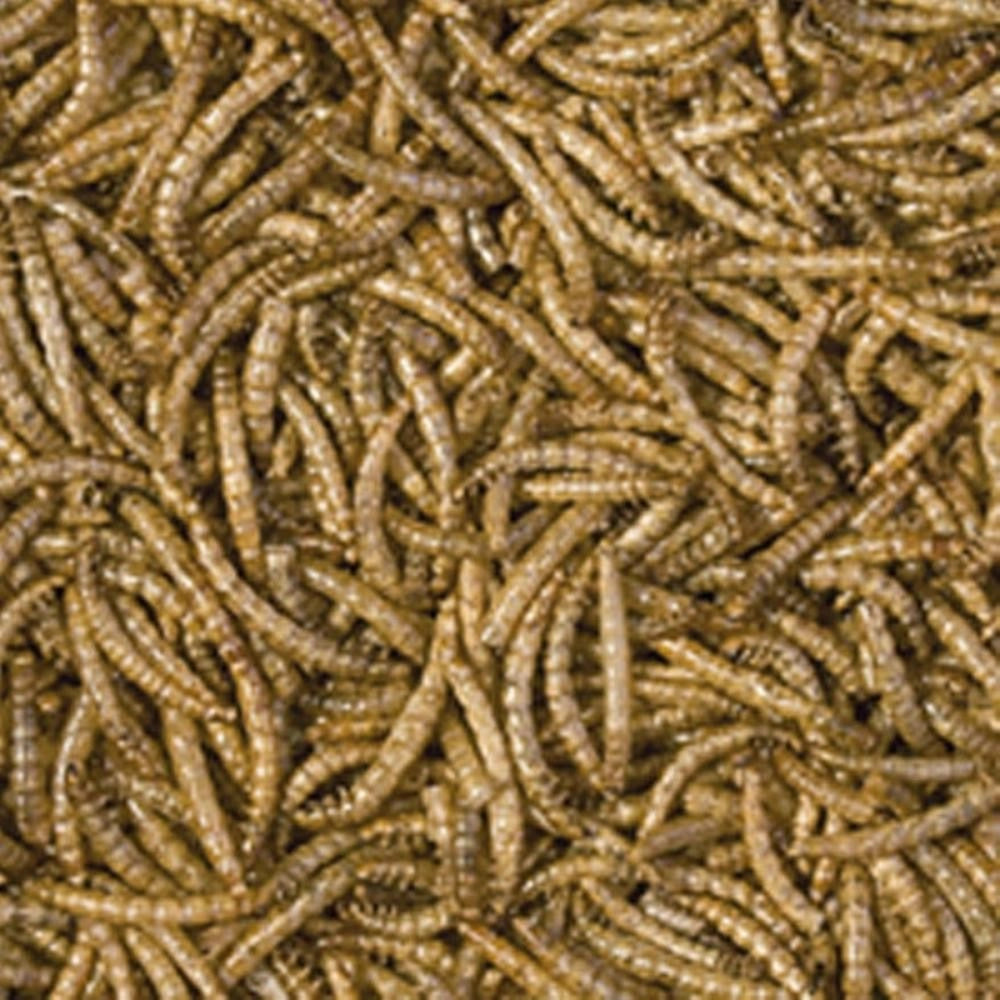 Tropical Meal Worms - Camole della Farina Essicate per Rettili e Grossi Pesci 250ml / 30gr