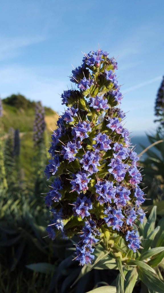 ECHIUM FASTUOSUM CESP.24