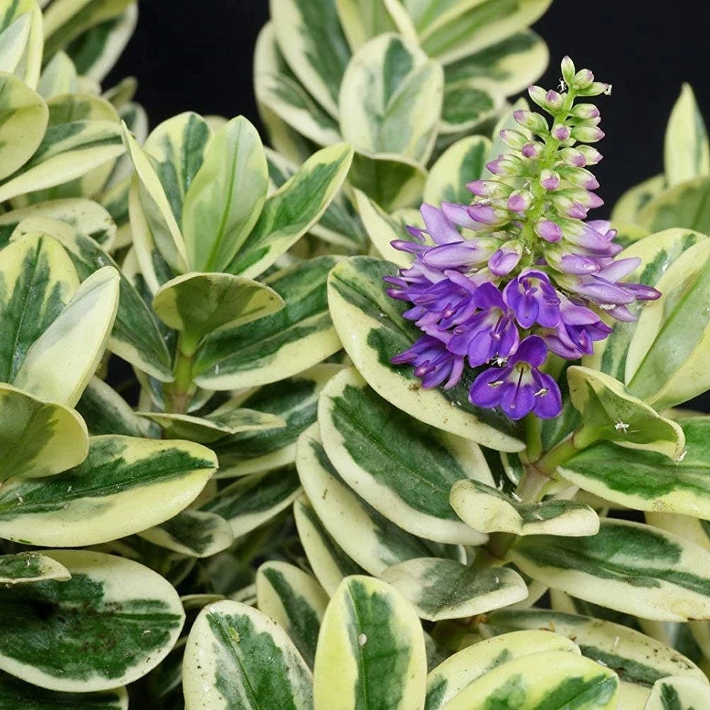 Pianta di HEBE VERONICA variegata fiore viola IN VASO 30 CM AMDGarden