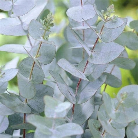 Pianta di Eucalipto profumato EUCALIPTUS GUNNII siepi e bordure IN VASO 18 cm