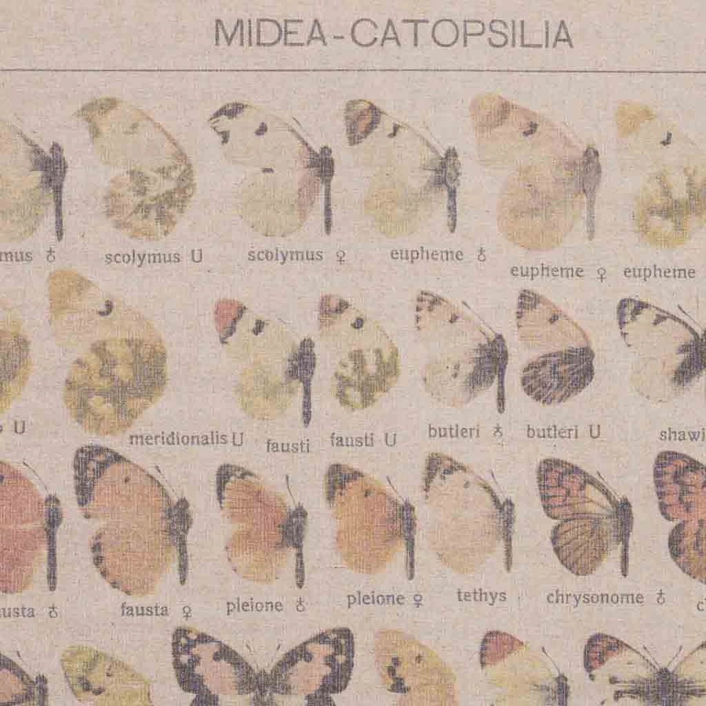 Tela stampata in pergamena