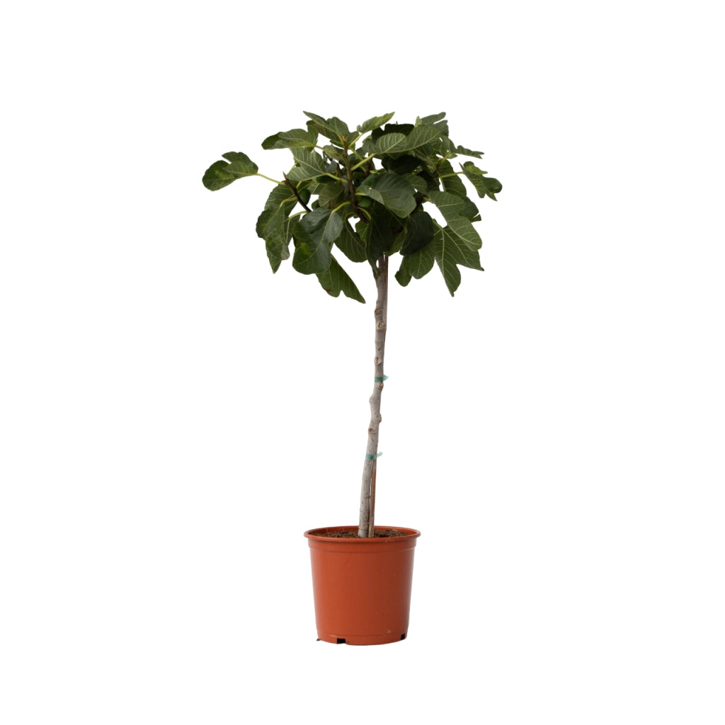 Fico Brogiotto Vaso 18 – Varietà precoce dolce e intensa