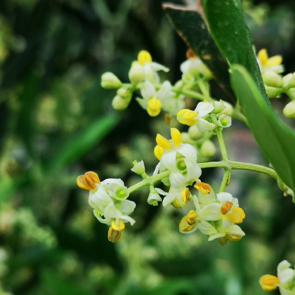 Pianta Albero di OLIVO da olio NOCE DEL BELICE oliva ulivo AMDGarden