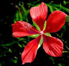 Pianta di Hibiscus coccineus fiore rosso foto reali H 150cm