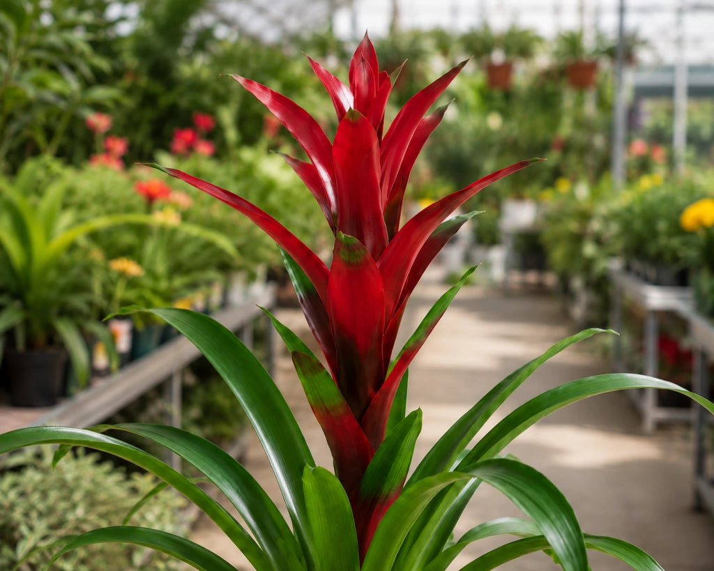 Gardenaria Guzmania 'Switch' - Pianta da interno ornamentale Altezza: 60 cm (vaso 13)