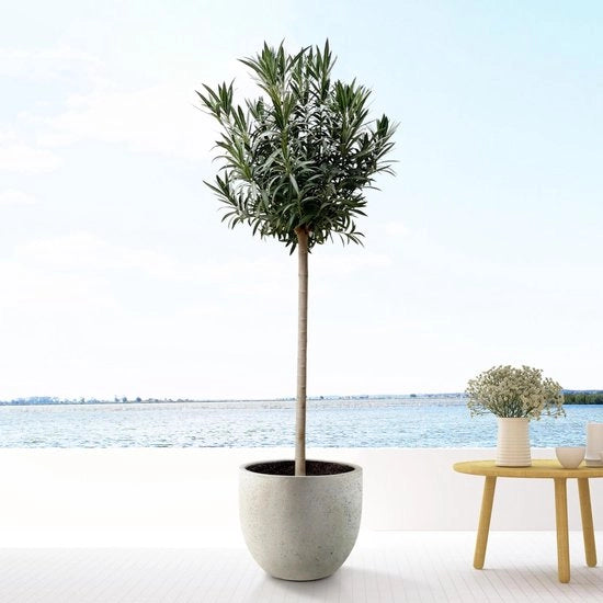 Oleandro con fusto e fiori rosa - 200cm - Ø35