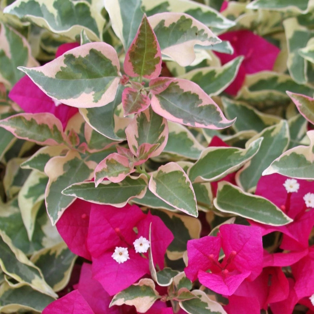 Pianta di Bougainvillea “RASPBERRY”  Bougainvillea Variegata Foto Reali
