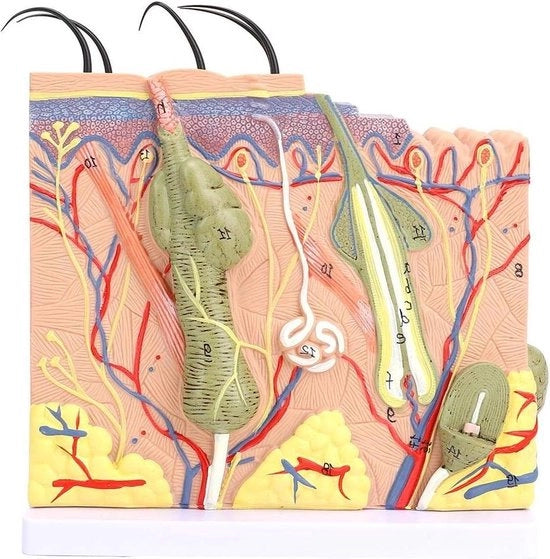 Modello di pelle 50 volte ingrandito, modello tridimensionale anatomico di pelle umana - strumento educativo di anatomia e biologia.