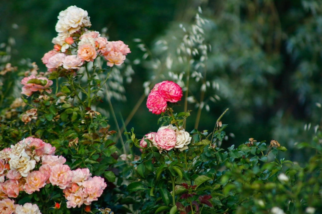 ROSA HAPPY CHAPPY VASO 24