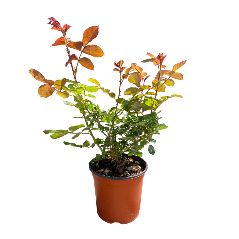 Pianta Rosa Camille Claudel Meilland Profumata a cespuglio vaso 19 cm AMDGarden