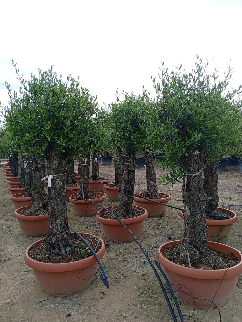 OLEA EUROPAEA ALB.CIOTOLA 60 1/2 FUSTO CORATINA CRF.50/60