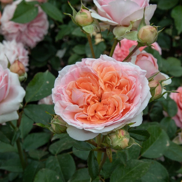 Pianta Rosa Chippendale, foto reali