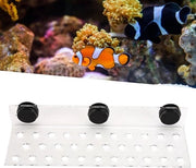 Acquario a base trasparente con 32 fori per corallo e sosteggi magnetici.