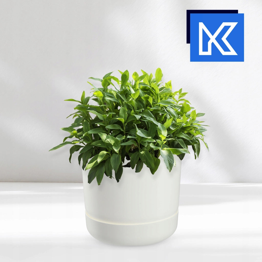 Vaso da fiori KADAX con supporto, coperchio, ciotola rotonda, 17 cm, bianco opaco