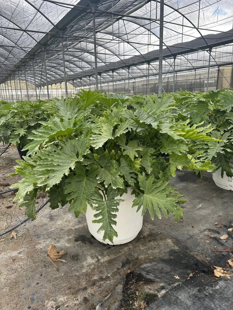 PHILODENDRON SELLOUM SHANGRI-LA VASO 60