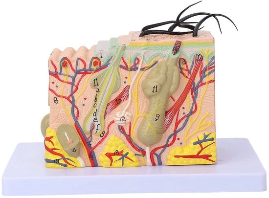 Modello di pelle anatomico 35 volte ingrandito - 3D modello di pelle - Materiale PVC - Studio di insegnamento - Sostenibile e leggero 

Osservazioni: 
- Modello di pelle 
- 35 volte ingrandito 
- Materiale PVC 
- Anatomico 
- 3D 
- Sostenibile 
- Leggero
