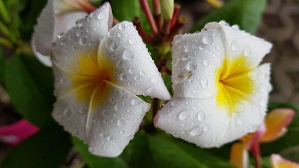 Pianta di plumeria frangipane 'blizzard', BIANCA vaso 15cm h 50cm, foto reale