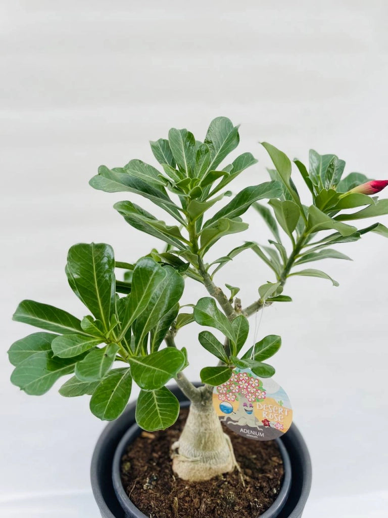 Adenium obesum rosa del deserto a fiore rosa vaso 12cm  H 40cm