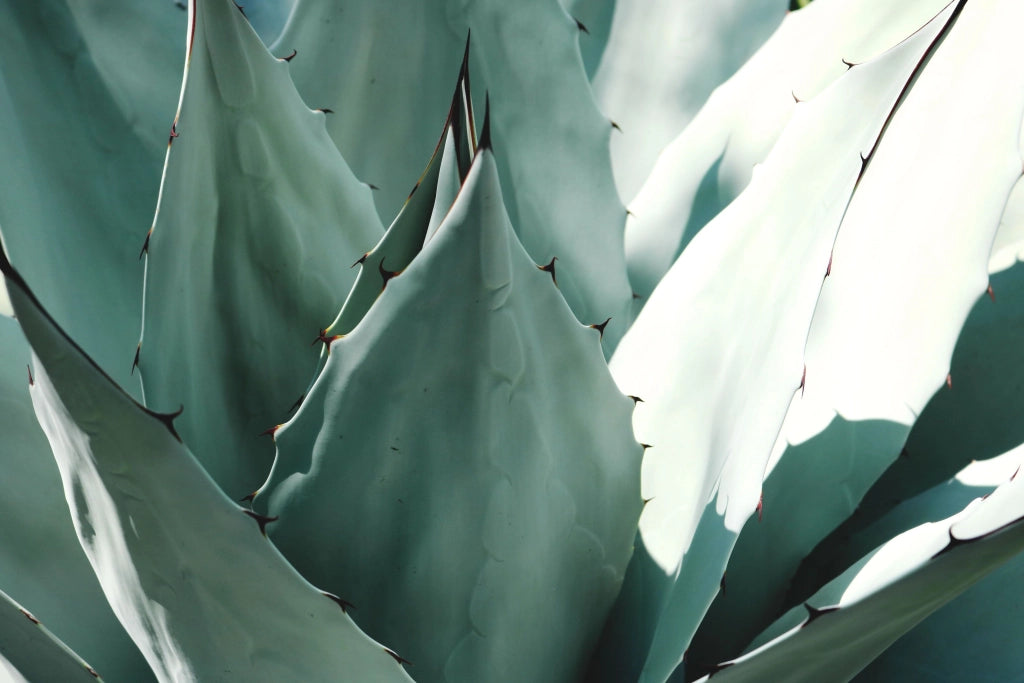 AGAVE AMERICANA VASO 18
