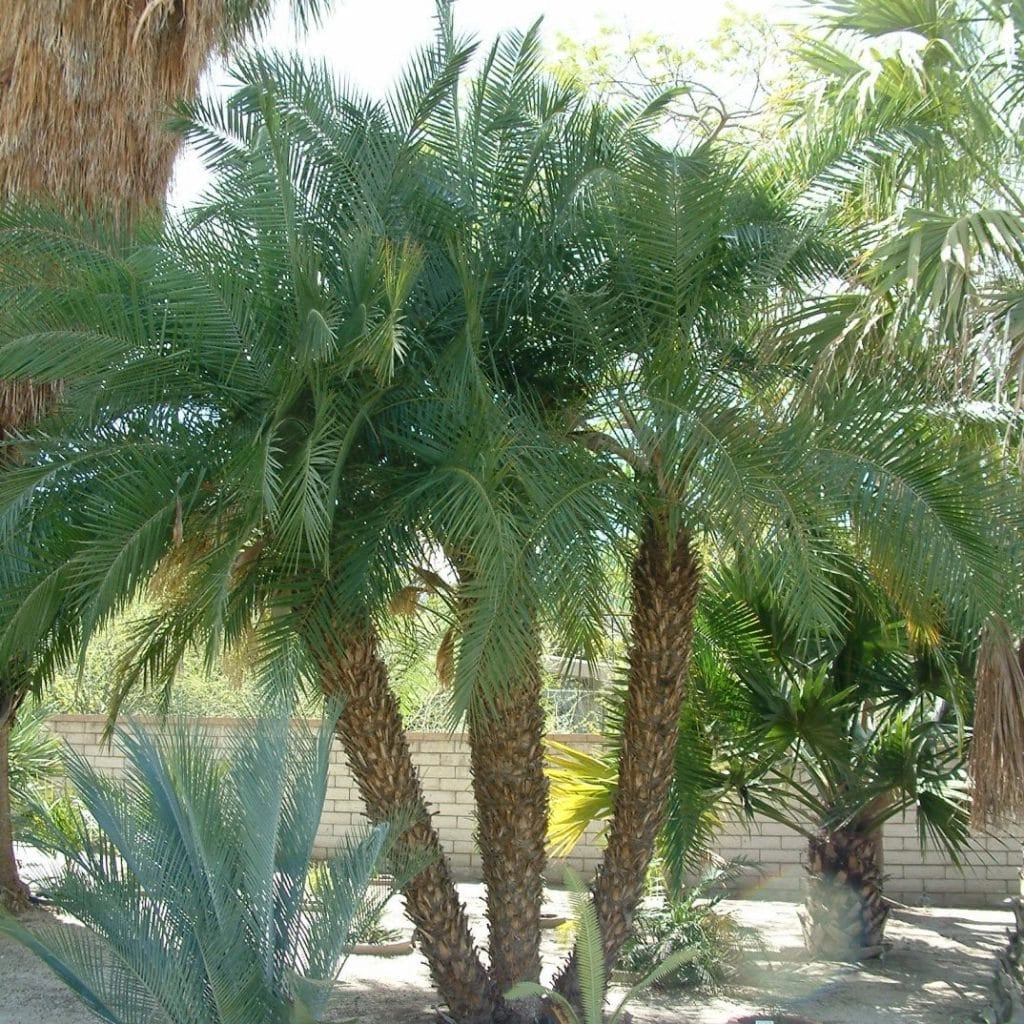 Phoenix Roebelenii V26 Robellina Palma Nana dei datteri foto reali H 120cm