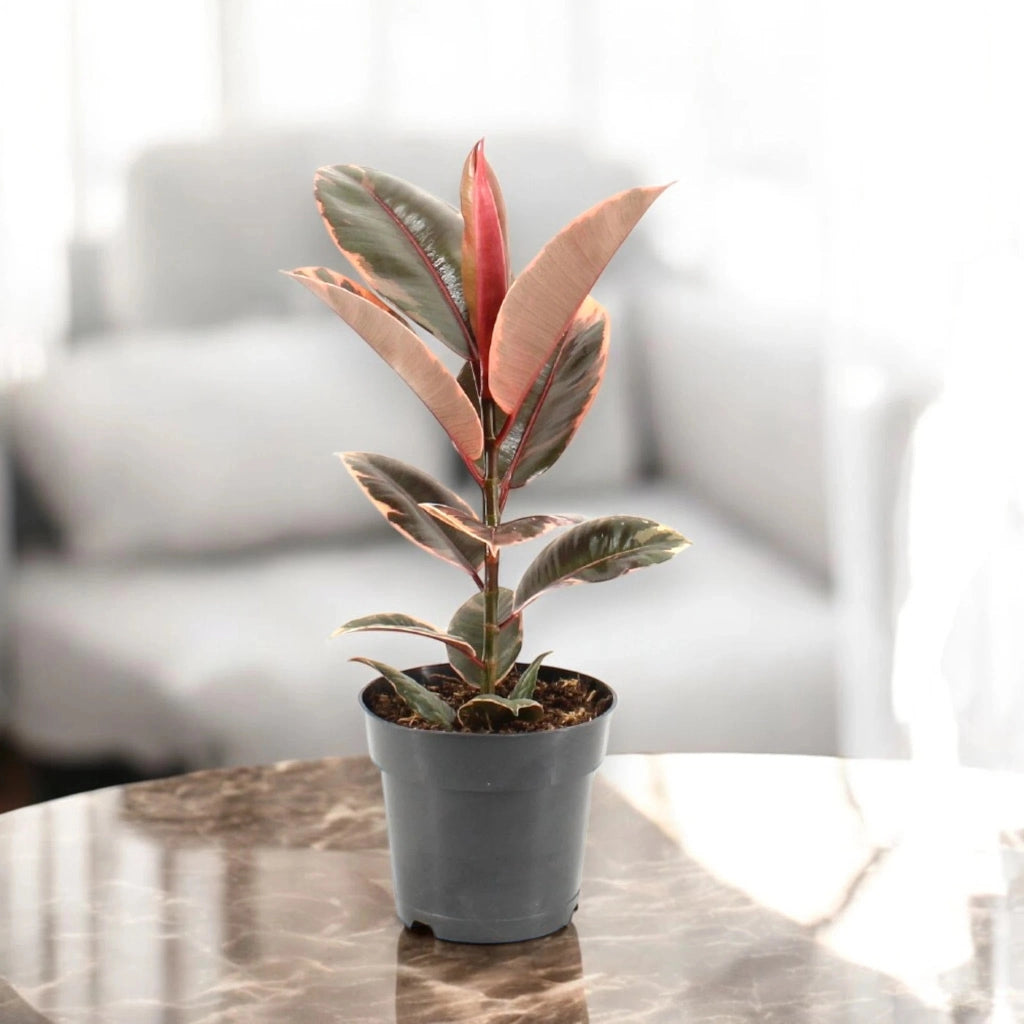 Gardenaria Ficus elastica 'Belize' - Pianta da interno ornamentale Altezza: 55 cm (vaso 17)