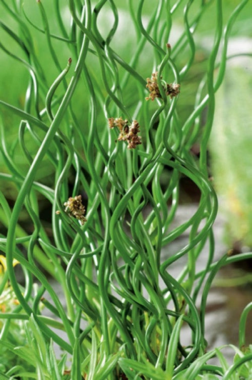 Juncus effusus 'Spiralis' vaso 19