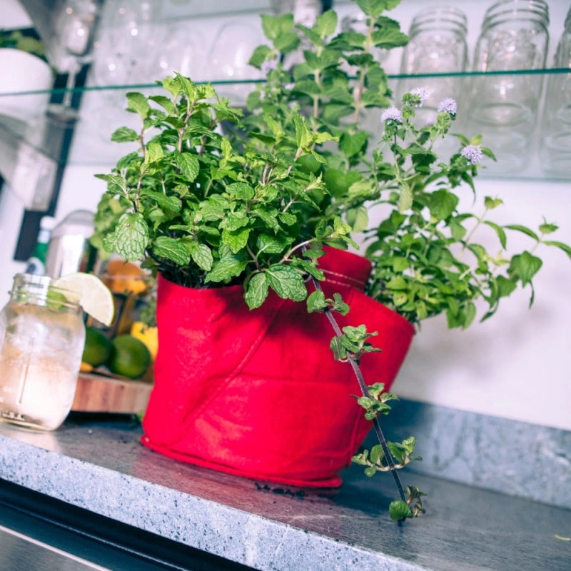 Vaso in tessuto per Erbe Aromatiche BloemBagz da 6 litri, con 3 tasche, colore rosso bordeaux