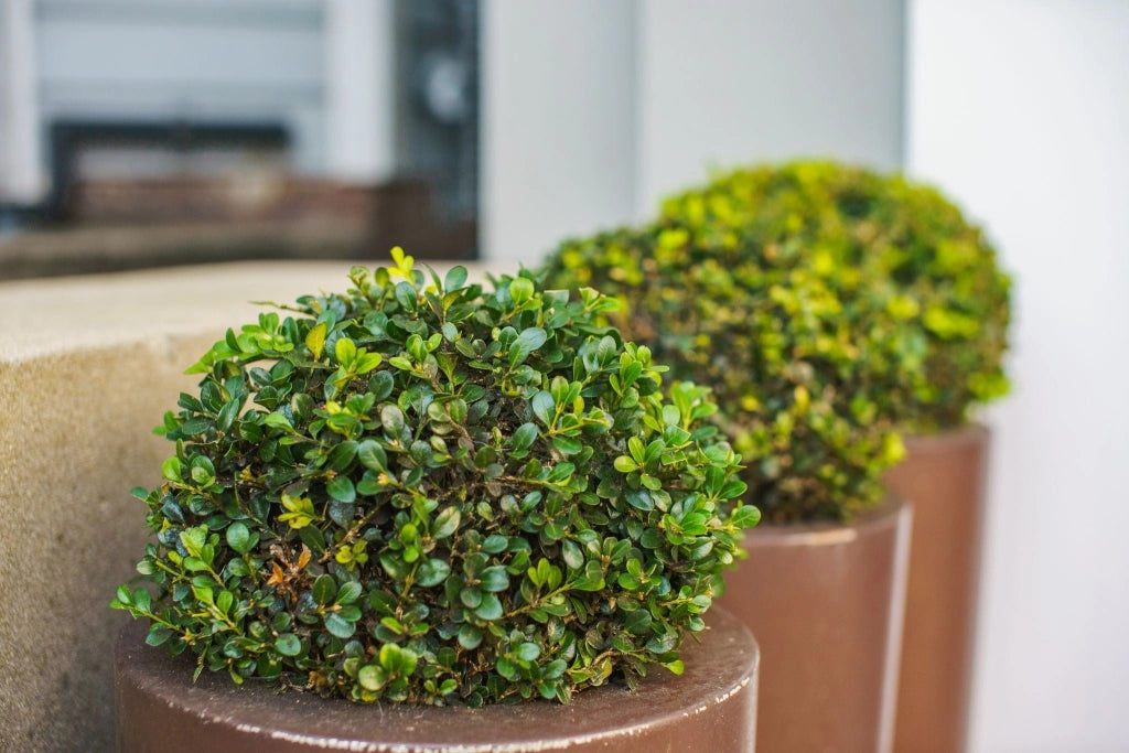 BUXUS FAULKNER (BOSSO) PALLA DIAMETRO CHIOMA 50 CM VASO 40