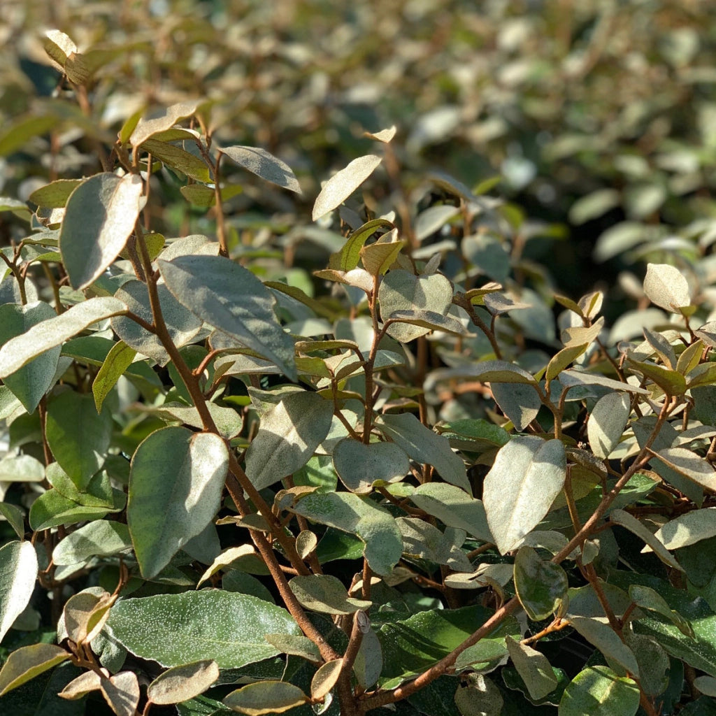 ELEAGNUS EBBINGEI COMPACTA MULTITRONCO 60