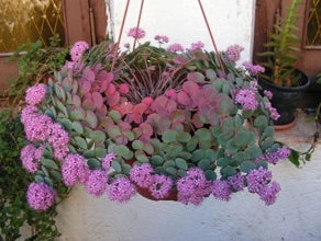 Sedum sieboldii variegata "Seta Giapponese - Erba Teresina" foto reali