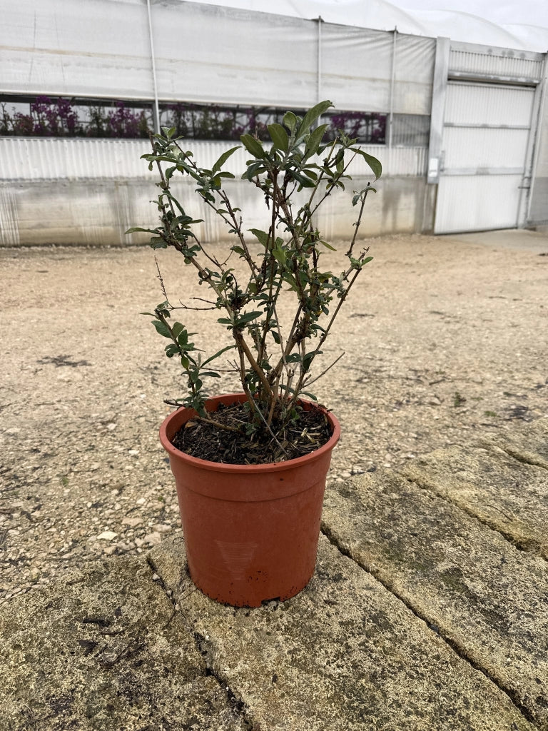 BUDDLEJA DAVIDII BUTTERFLY CANDY LITTLE CESP.24 FLUTTERBY RED