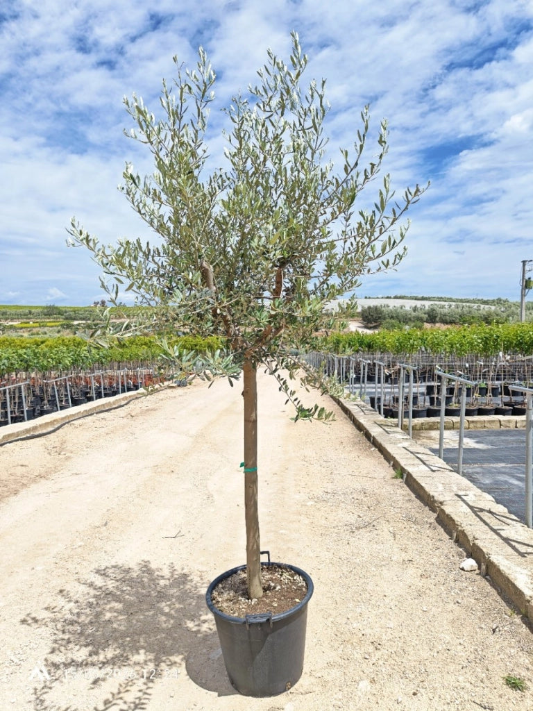 OLEA EUROPAEA ALB.50 1/2 FUSTO LECCINO CRF.16/18 CHIOMA LIBERA