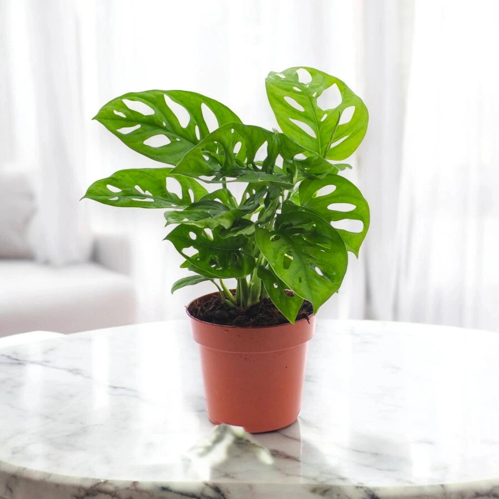 Gardenaria Monstera adansonii - Pianta da interno ornamentale Altezza: 35 cm (vaso 12)