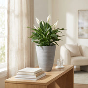 VASO PICCOLO ANEMONE