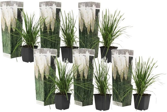 Set di Pampas di Cortaderia Selloana da 6 pezzi in vaso di 9cm con Pampas Bianchi