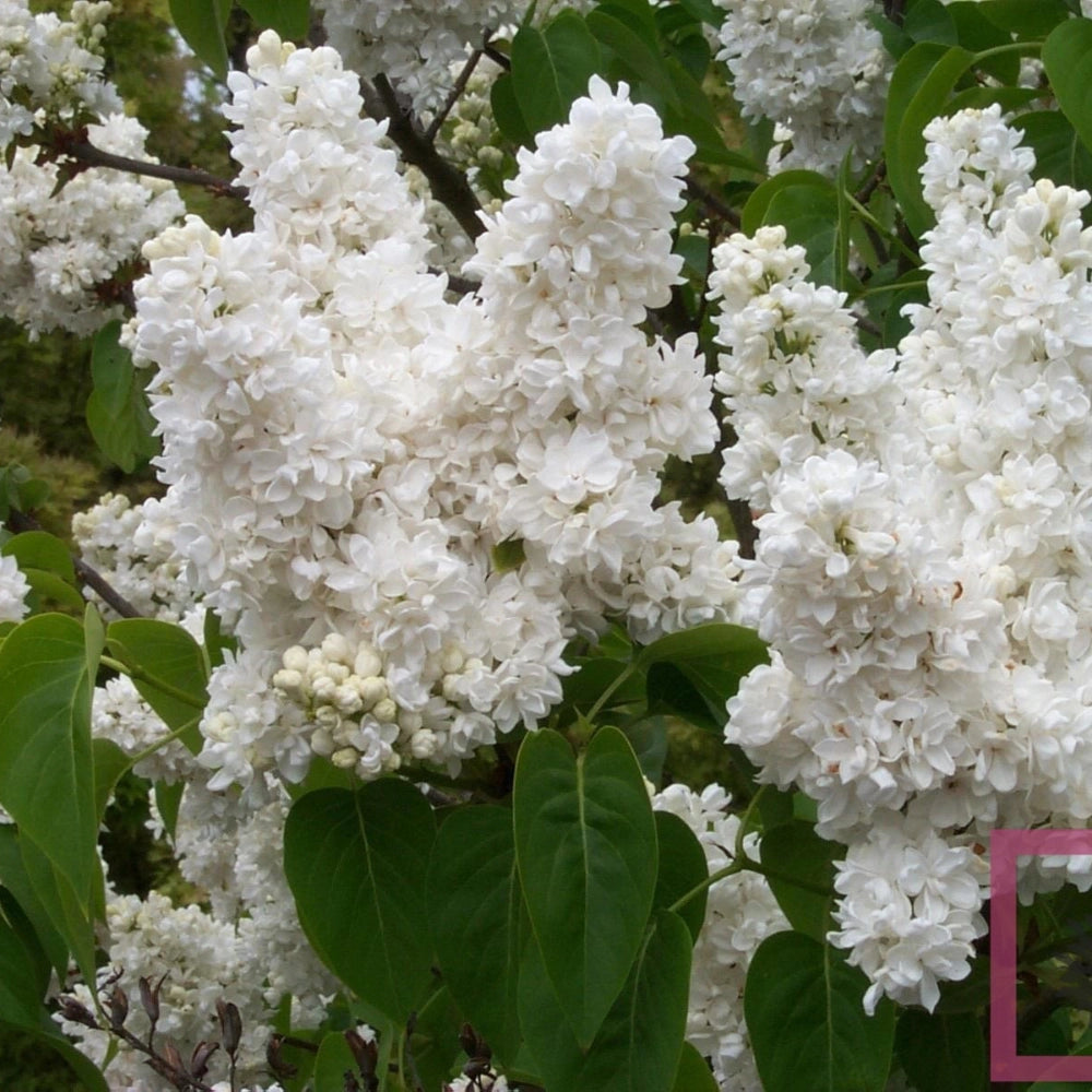 Pianta Lilla' bianco Profumato Syringa Vulgaris Lemoine in vaso 18 cm AMDGarden